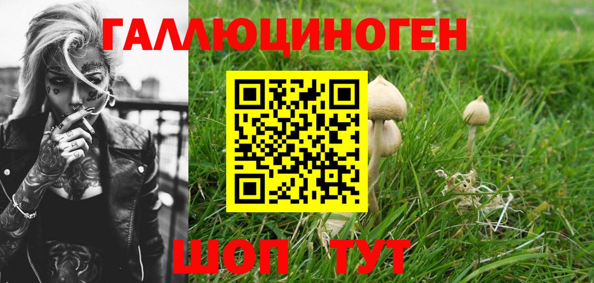 Галлюциногенные грибы Psilocybine cubensis Саров